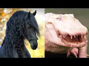 Video: 10 Most Expensive Animals In The World